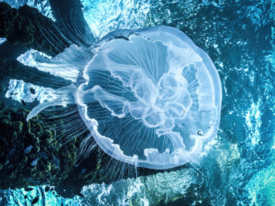 Moon Jellyfish In Texas