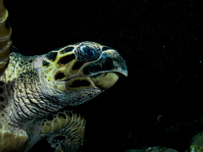 Hawksbill Sea Turtle At Night In Texas